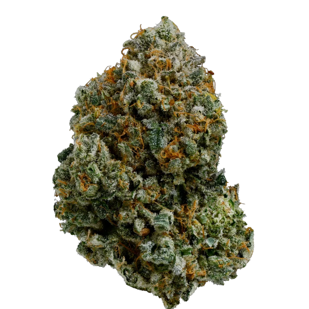 Island Genetics LMHD 27/1 (Lime Heads)